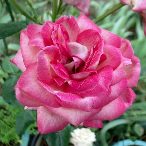 Rozenstruik - Webwinkel - Rosa Daily Sketch™ - zacht geurende roos - Stamroos - Bloemen in trossen  - roze - wit - Samuel Darragh McGredy IV.bossige kroonvorm - 0